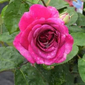 Timeless Purple Rose (Rosa Timeless Purple) 3